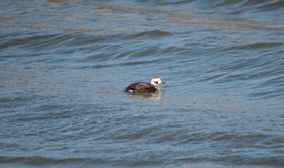 Long Tailed Duck