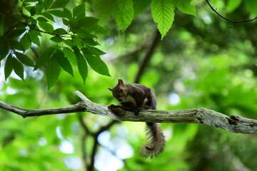 初夏の森の樹上のエゾリス