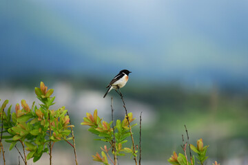生け垣の先端に止まるノビタキ