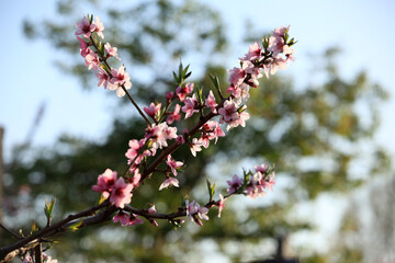 Peach trees blossom in spring