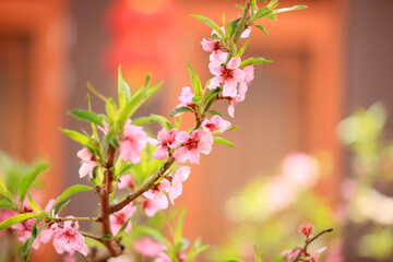 Peach trees blossom in spring