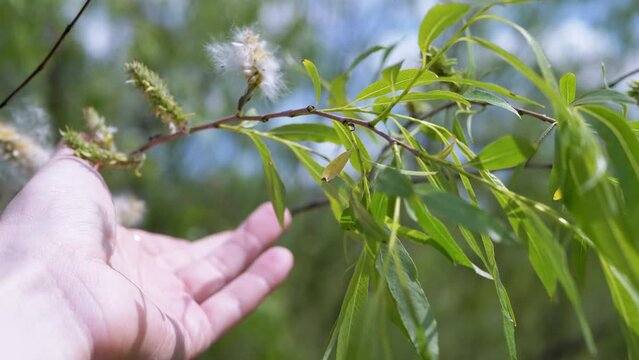 Hand Touches a Willow Twig with Catkins and Fluff in the Forest on Sun. Blurred nature background, blue sky, clouds. Crawling ant on a branch. Enjoying nature, emotion, feeling. Freedom, Spring