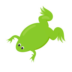 Obraz premium Xenopus clawed frog vector illustration graphic