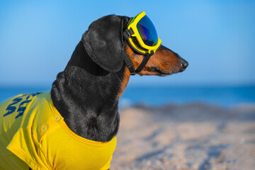Proud profile of beach lifeguard dachshund dog in bright yellow t-shirt, dark glasses near sea looks into distance. Summer extreme vacation advertisement, active water sport, surfing, reboot enjoyment