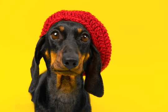 Funny ridiculous puppy in red knitted beret on yellow background looks with pathetic look, waiting walk. Dog advertises clothing for pet. Ridiculous dachshund staring curiously Fashion creative image