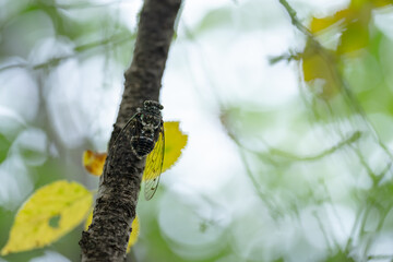 蝉