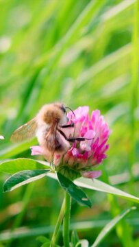 Bumblebee collects nectar from a clover flower, vertical slow motion