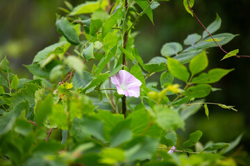 Bindweed flowering in an Ontario marsh.