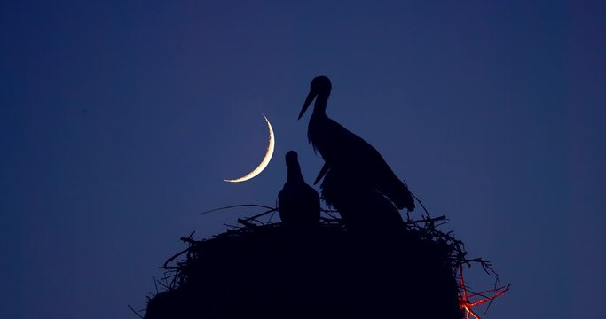 Moon, night sky and storks family in nest. Stork and newborn baby chicks