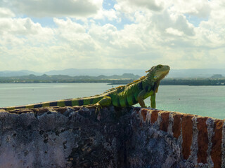 Iguana on the walll