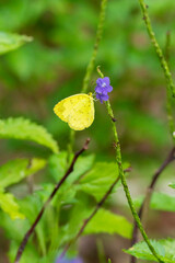 Closep view of a butterfly resting on flower
