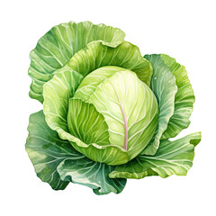 Fototapeta premium Cabbage isolated on white