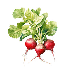 Bunch of radishes