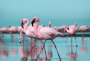 Fototapeta na wymiar Wild life. Flock of pink african flamingos walking around the blue lagoon on the background of bright sky