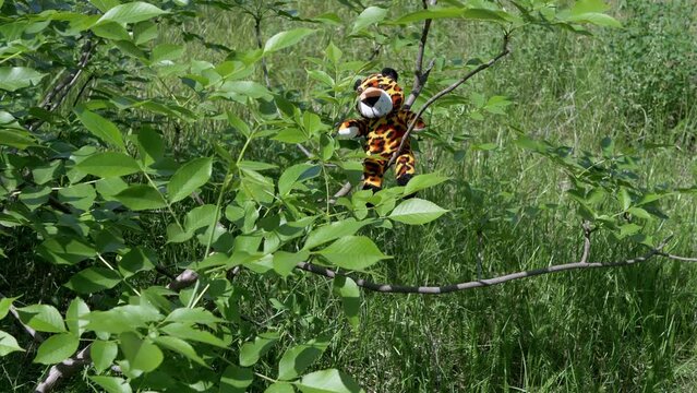 Lost Soft Toy Tiger in Tree Branches in a Deciduous Forest in Rays of Sunlight. Camera movement. Space. Green foliage, grass. Concept of loneliness, kidnapped, missing children. Nature background.