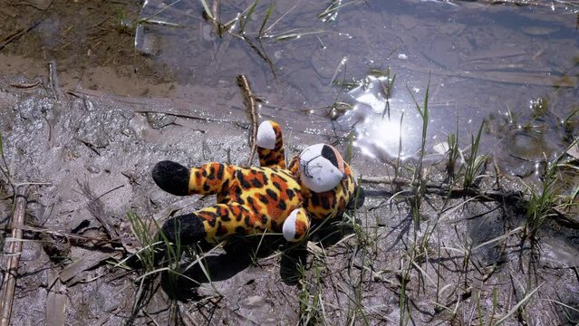 Lost Soft Toy of a Tiger Lies on Wet Sand on River Bank near Water on Sun. Sunset. Sun glare reflection in dirty water. Concept of loneliness, kidnapping, missing children, war, flight from Ukraine.