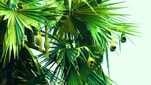 Golden Weaver bird nest hanging from Asian tropical green palmyra palm tree leaves in Bangladesh