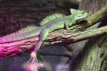 Green lizard on a tree