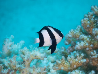 Fototapeta na wymiar Whitetail descyllus black and white fish 