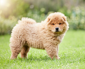Cute, pets and grass with portrait of dog on backyard lawn for animals, fluffy and mammal. Summer, environment and nature with chow chow puppy on outdoor field for playful, relax and purebred