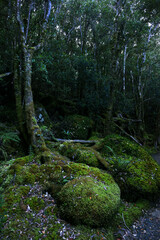 landscape portrait of a lush dark enchanted forest with lush mossy plants and ferns, along the three cape hike trail pathway in Tasmania Australia