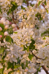 Spring Tree Blossoms in the Evening Light