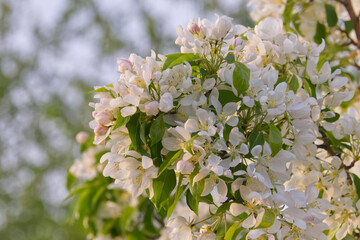 Spring Tree Blossoms in the Evening Light