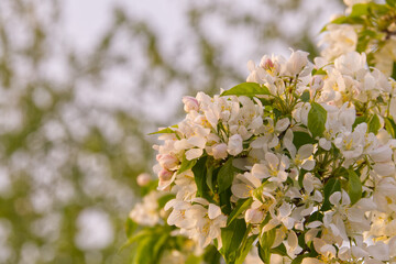 Spring Tree Blossoms in the Evening Light