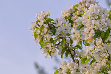 Spring Tree Blossoms in the Evening Light