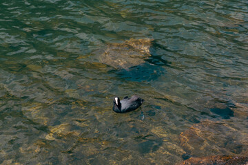 Duck swimming in a lake