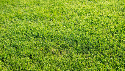 green grass background