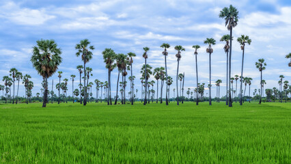 Fototapeta premium Landscape scenery of green rice fields with scattered supar palm trees with cloudy morning sky at Sam Khok, Pathum Thani, Thailand