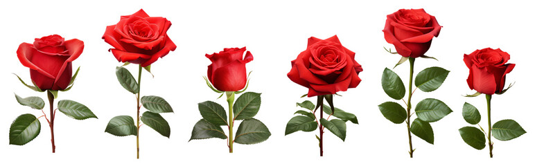 Fototapeta premium Collection of three red rose flower isolated over a transparent background. 