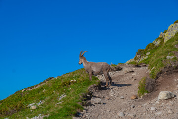 Naklejka na ściany i meble Alpine Ibex/Bouquetins looking at the mountains