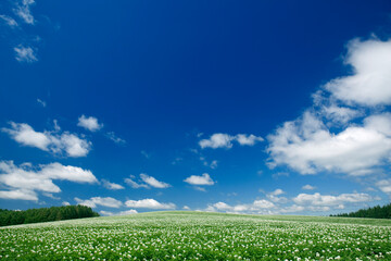 青空と丘の白い花畑