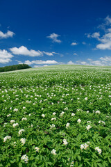 青空と丘の白い花畑