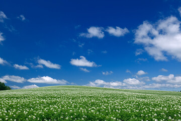 青空と丘の白い花畑