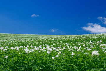 青空と丘の白い花畑