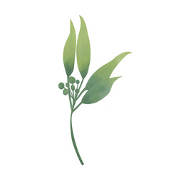 plant isolated on white background