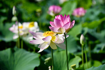 pink and yellow flower