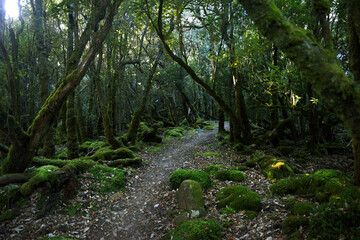 landscape portrait of a lush dark enchanted forest with lush mossy plants and ferns, along the three cape hike trail pathway in Tasmania Australia