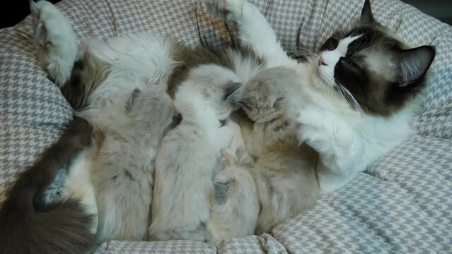 Family- mom and kids- new bron ragdoll kittens with mom breath feeding