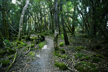 landscape portrait of a lush dark enchanted forest with lush mossy plants and ferns, along the three cape hike trail pathway in Tasmania Australia