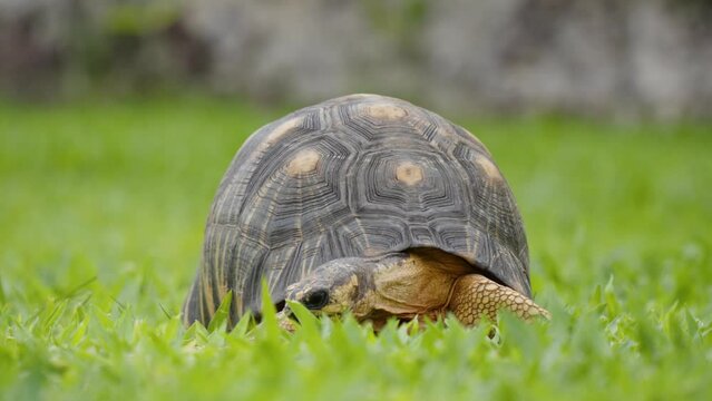 Close up of a chaco tortoise walking on a grass field.