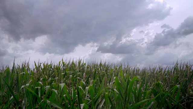 Cow corn field with dark clouds countryside filmic gimbal move to left