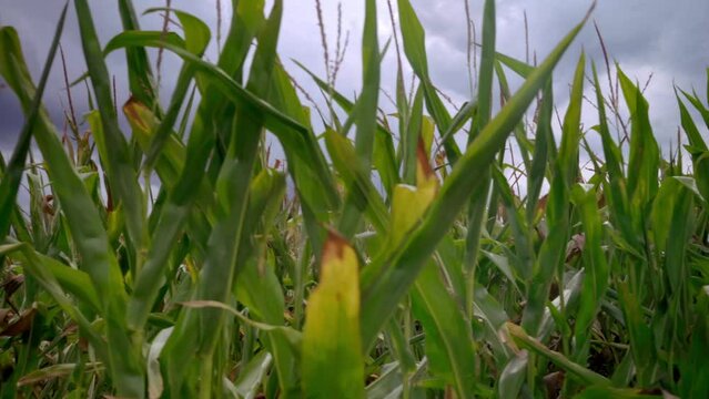 Close up corn field leaves with dark sky pov