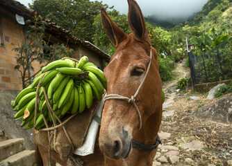 Bunches of green bananas on the back of a mule - Colombian agricultural plantation