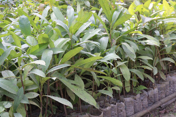 Dillenia indica tree plant in farm