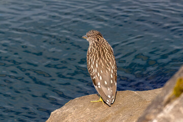 Juvenile black-crowned night heron (Nycticorax nycticorax) sitting on a rock on the shore of Lake Michigan