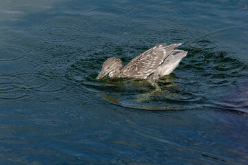 Juvenile black-crowned night heron (Nycticorax nycticorax) on the hunt